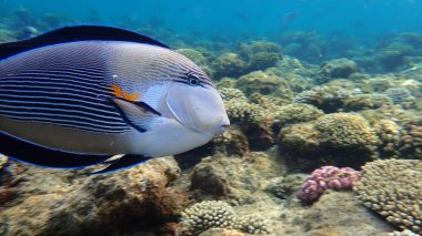 Sohal cerrah balığı veya sohal tang veya Arap cerrah balığı (Acanthurus sohal) denizaltı, Kızıl Deniz, Mısır, Sharm El Sheikh, Nabq Bay