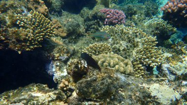 Şaşırtıcı sualtı mercan resifi manzarası, Kızıl Deniz, Mısır, Sharm El Sheikh, Nabq Bay