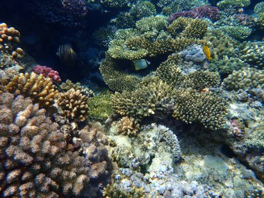 Şaşırtıcı sualtı mercan resifi manzarası, Kızıl Deniz, Mısır, Sharm El Sheikh, Nabq Bay