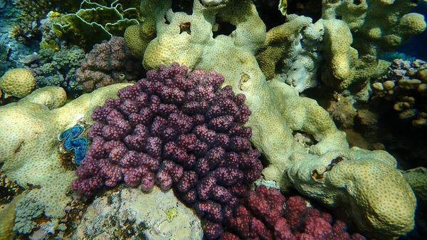 Atemberaubende Unterwasser Korallenriffe Rotes Meer Ägypten Sharm Sheikh Nabq Bay — Stockfoto