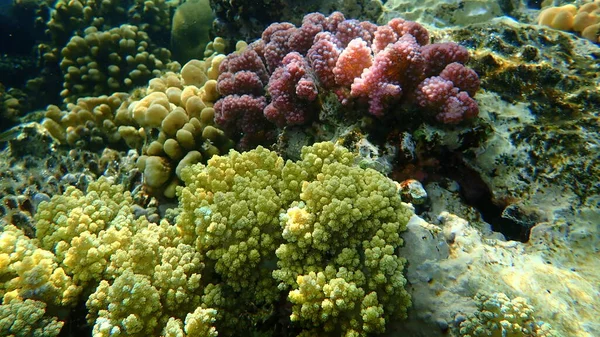 산호초 이집트 셰이크 나크만 — 스톡 사진