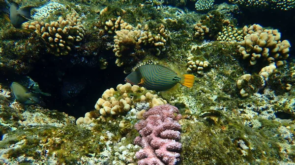 Orange Lined Triggerfish Balistapus Undulatus Undersea Red Sea Egypt Sharm — Stock Photo, Image
