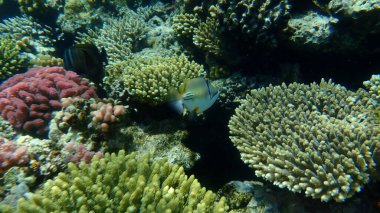 Suikastçi tetikleyici balık veya Arap picassofish veya Picasso tetikleyici balığı (Rhinecanthus suikastçısı) denizaltı, Kızıl Deniz, Mısır, Sharm El Sheikh, Nabq Körfezi