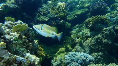 Suikastçi tetikleyici balık veya Arap picassofish veya Picasso tetikleyici balığı (Rhinecanthus suikastçısı) denizaltı, Kızıl Deniz, Mısır, Sharm El Sheikh, Nabq Körfezi