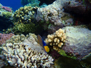 Şaşırtıcı sualtı mercan resifi manzarası, Kızıl Deniz, Mısır, Sharm El Sheikh, Nabq Bay