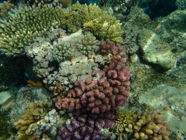 Şaşırtıcı sualtı mercan resifi manzarası, Kızıl Deniz, Mısır, Sharm El Sheikh, Nabq Bay