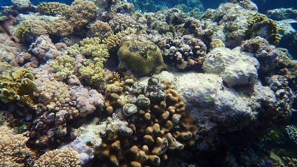 Потрясающий Вид Подводный Коралловый Риф Красное Море Египет Шарм Эль — стоковое фото