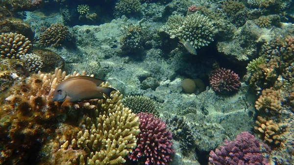 Stunning Undersea Coral Reef View Red Sea Egypt Sharm Sheikh — Stock Photo, Image