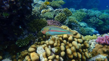 Klunzinger 's wrasse ya da Ruppell' s wrasse (Thalassoma rueppellii) denizaltı, Kızıldeniz, Mısır, Sharm El Sheikh, Nabq Bay