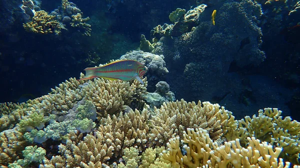 Klunzinger Wrasse Ruppell Wrasse Thalassoma Rueppellii Undersea Red Sea Egypt — Stock Photo, Image
