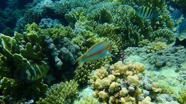 Klunzingers Wrasse Ruppells Wrasse Thalassoma Rueppellii Undersea Red Sea Egypt — 스톡 사진