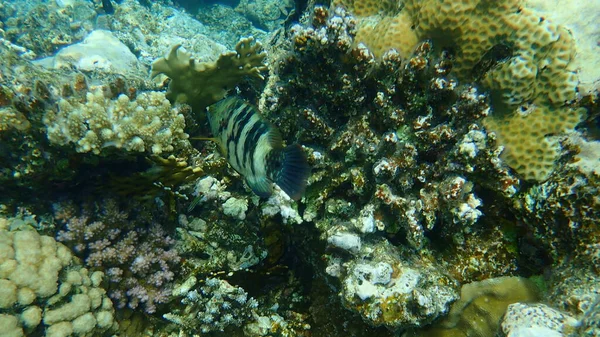 Broomtail Wrasse Cheilinus Lunulatus Denizaltı Kızıl Deniz Mısır Sina Ras — Stok fotoğraf