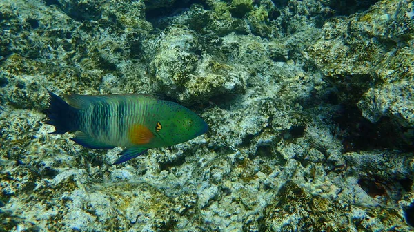 Broomtail Wrasse Cheilinus Lunulatus Submarino Mar Rojo Egipto Sinaí Parque — Foto de Stock