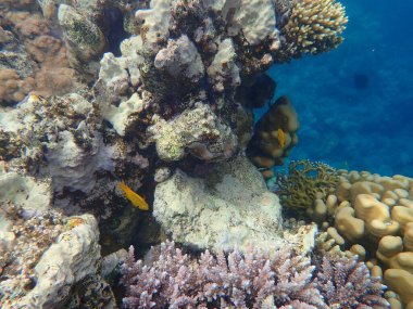 Şaşırtıcı sualtı mercan resifi manzarası, Kızıl Deniz, Mısır, Sharm El Sheikh, Nabq Bay