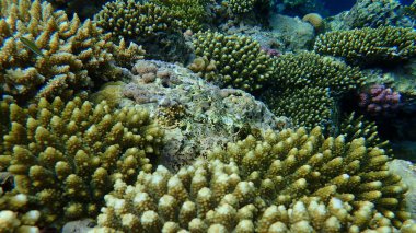 Şaşırtıcı sualtı mercan resifi manzarası, Kızıl Deniz, Mısır, Sharm El Sheikh, Nabq Bay