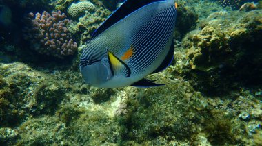Sohal cerrah balığı veya sohal tang veya Arap cerrah balığı (Acanthurus sohal) denizaltı, Kızıl Deniz, Mısır, Sharm El Sheikh, Nabq Bay