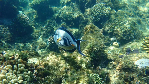 Sohal cerrah balığı veya sohal tang veya Arap cerrah balığı (Acanthurus sohal) denizaltı, Kızıl Deniz, Mısır, Sharm El Sheikh, Nabq Bay