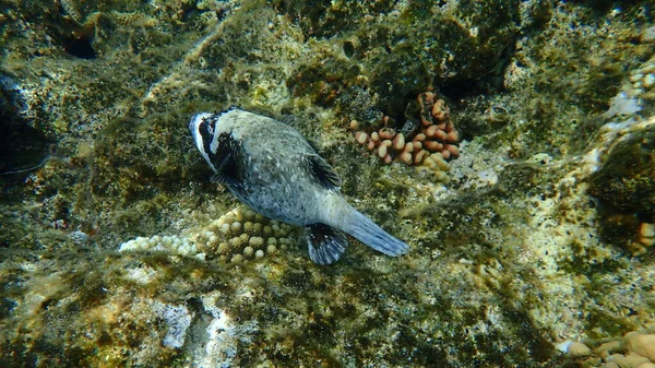 Masked Puffer Arothron Diadematus Undersea Red Sea Egypt Sharm Sheikh — Stock Photo, Image