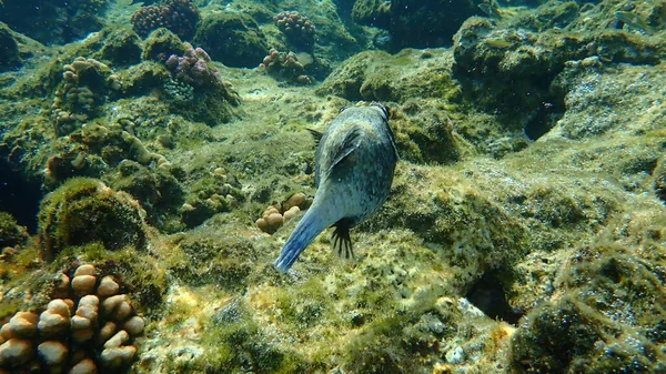 Υποθαλάσσια Σχάρα Arothron Diadematus Ερυθρά Θάλασσα Αίγυπτος Sharm Sheikh Κόλπος — Φωτογραφία Αρχείου