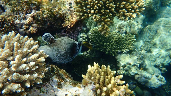 Globo Enmascarado Arothron Diadematus Bajo Mar Mar Rojo Egipto Sharm — Foto de Stock