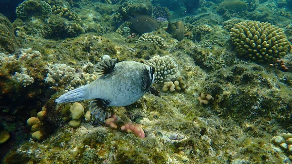 Masked Puffer Arothron Diadematus Undersea Red Sea Egypt Sharm Sheikh — стокове фото