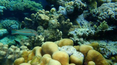 Şaşırtıcı sualtı mercan resifi manzarası, Kızıl Deniz, Mısır, Sharm El Sheikh, Nabq Bay