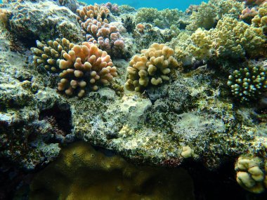 Şaşırtıcı sualtı mercan resifi manzarası, Kızıl Deniz, Mısır, Sharm El Sheikh, Nabq Bay