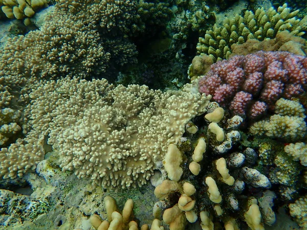 Şaşırtıcı Sualtı Mercan Resifi Manzarası Kızıl Deniz Mısır Sharm Sheikh — Stok fotoğraf