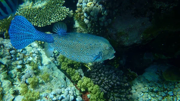 Yellow Boxfish Ostracion Cubicus Undersea Red Sea Egypt Sharm Sheikh — Stock Photo, Image