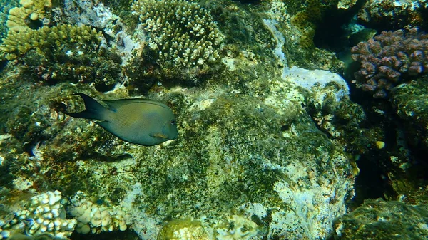 エジプト シャルム シェイク ナベク湾の縞模様の外洋魚 Ctenochaetus Striatus — ストック写真