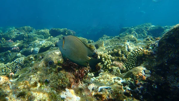 Cirujano Estriado Ctenochaetus Striatus Submarino Mar Rojo Egipto Sharm Sheikh —  Fotos de Stock