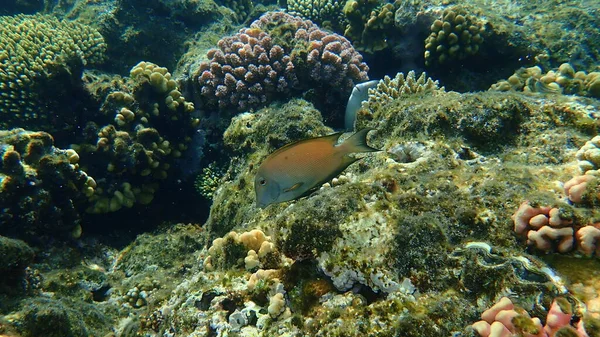 Gestreifter Doktorfisch Ctenochaetus Striatus Unter Wasser Rotes Meer Ägypten Sharm — Stockfoto