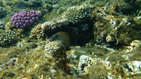 Peixe Cirurgião Estriado Ctenochaetus Striatus Submarino Mar Vermelho Egipto Sharm — Fotografia de Stock