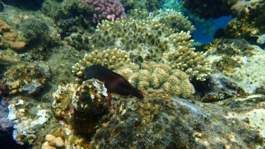 Kara Şahin Balığı (Paracirrhites forsteri) denizaltı, Kızıl Deniz, Mısır, Sharm El Şeyh, Nabq Körfezi