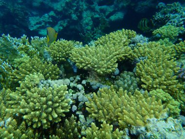 Şaşırtıcı sualtı mercan resifi manzarası, Kızıl Deniz, Mısır, Sharm El Sheikh, Nabq Bay