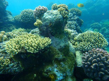 Şaşırtıcı sualtı mercan resifi manzarası, Kızıl Deniz, Mısır, Sharm El Sheikh, Nabq Bay