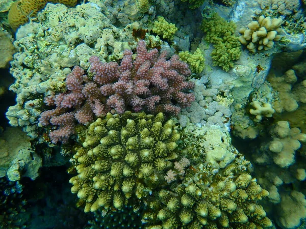 Superbe Vue Sur Récif Corallien Sous Marin Mer Rouge Égypte — Photo