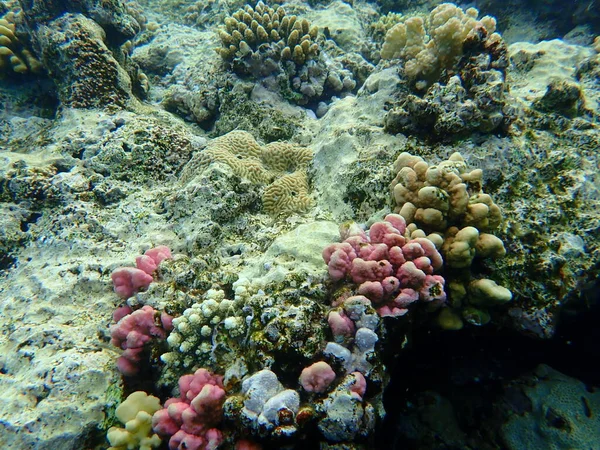 Şaşırtıcı Sualtı Mercan Resifi Manzarası Kızıl Deniz Mısır Sharm Sheikh — Stok fotoğraf