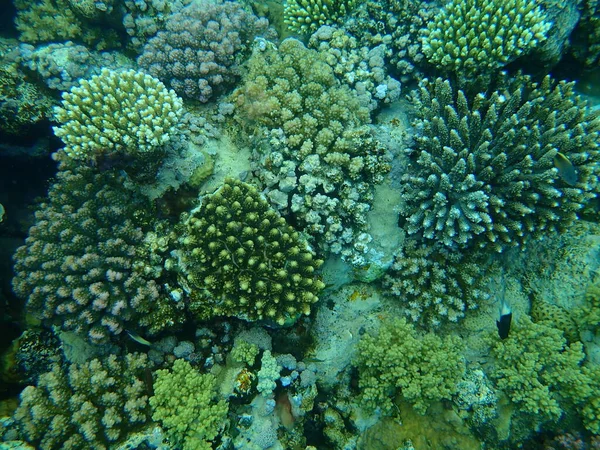 Fantastisk Utsikt Över Undervattens Korallrev Röda Havet Egypten Sharm Sheikh — Stockfoto
