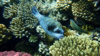 Maskeli balon (Arothron diadematus) denizaltı, Kızıl Deniz, Mısır, Sharm El Sheikh, Nabq Körfezi