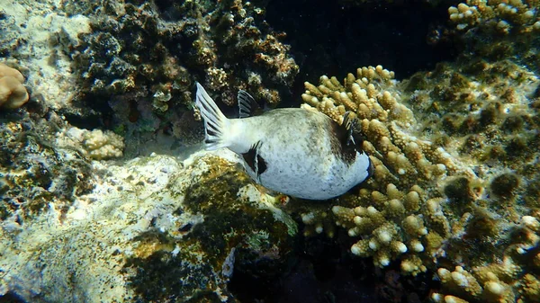 Soufflet Masqué Arothron Diadematus Sous Marin Mer Rouge Égypte Sharm — Photo