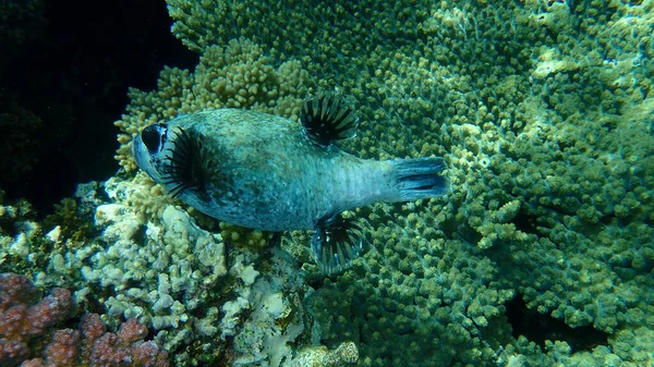 Maskierter Kugelfisch Arothron Diadematus Unter Wasser Rotes Meer Ägypten Sharm — Stockfoto