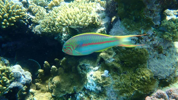 クルンジンガーの廃棄物またはルッペルの廃棄物 タラソマ ルペッリ エジプト シャルム シェイク ナベク湾 — ストック写真