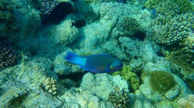 Papağan papağanı veya kurşunbaşlı papağan balığı (Chlorurus sordidus) denizaltı, Kızıl Deniz, Mısır, Sharm El Sheikh, Nabq Körfezi