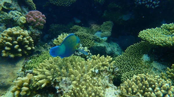 Daisy Parrotfish Bullethead Parrotfish Chlorurus Sordidus Undersea Red Sea Egypt — 스톡 사진