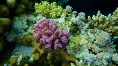 Şaşırtıcı sualtı mercan resifi manzarası, Kızıl Deniz, Mısır, Sharm El Sheikh, Nabq Bay