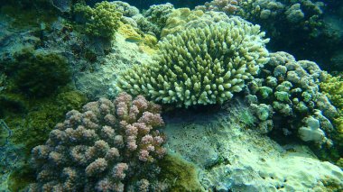 Şaşırtıcı sualtı mercan resifi manzarası, Kızıl Deniz, Mısır, Sharm El Sheikh, Nabq Bay