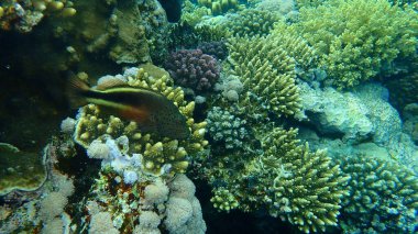 Kara Şahin Balığı (Paracirrhites forsteri) denizaltı, Kızıl Deniz, Mısır, Sharm El Şeyh, Nabq Körfezi