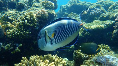 Sohal cerrah balığı veya sohal tang veya Arap cerrah balığı (Acanthurus sohal) denizaltı, Kızıl Deniz, Mısır, Sharm El Sheikh, Nabq Bay