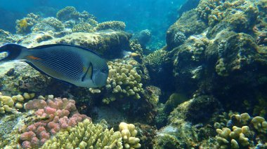 Sohal cerrah balığı veya sohal tang veya Arap cerrah balığı (Acanthurus sohal) denizaltı, Kızıl Deniz, Mısır, Sharm El Sheikh, Nabq Bay